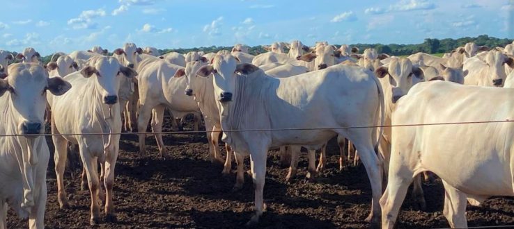 Reprodução na pecuária: método inovador alia física e medicina veterinária